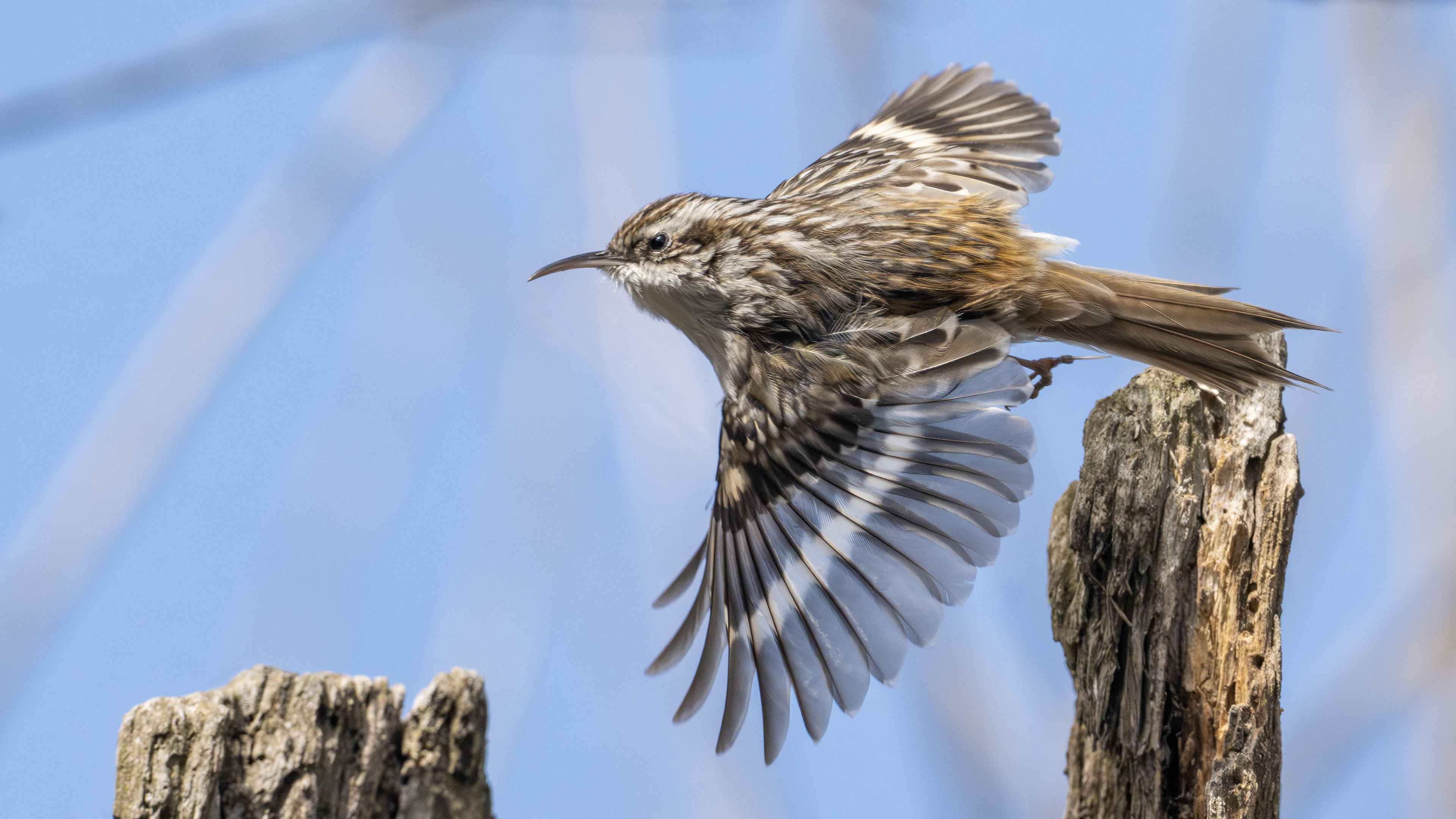 Short-toed Treecreeper